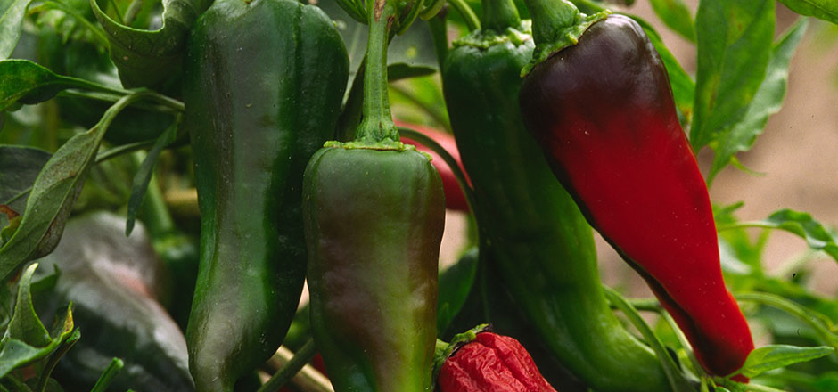 Image of chiles