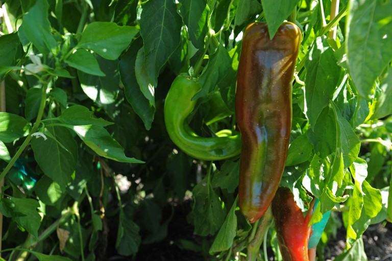 SS_Chile_peppers-768x511.jpg